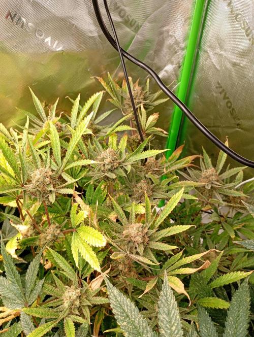 Gelato 44 Tyson 2.0 x RQS. Week 17