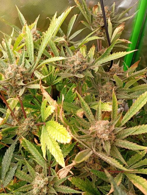 Gelato 44 Tyson 2.0 x RQS. Week 17
