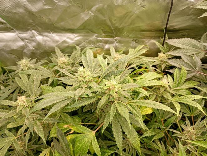Euphoria Royal Queen Seeds. Week 17