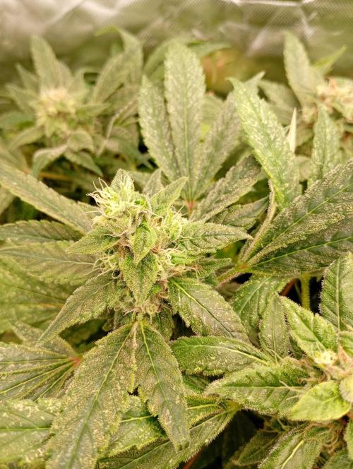 Euphoria Royal Queen Seeds. Week 17