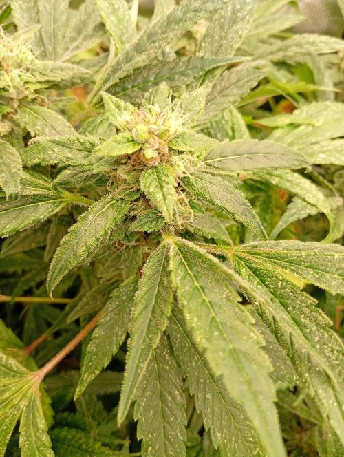 Euphoria. Week 17