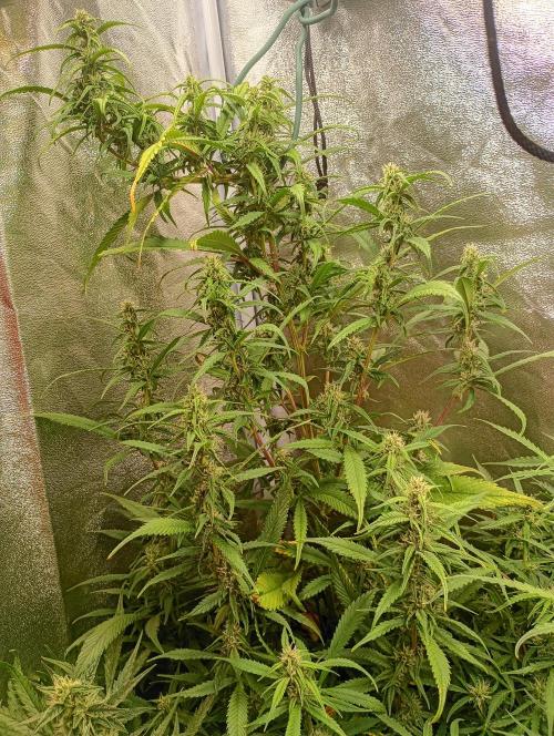 Strawberry Gorilla Auto RF3 Fastbuds. Week 11