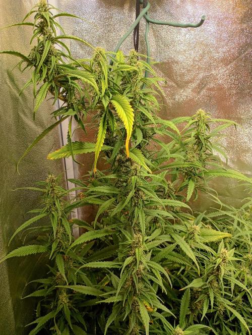 Strawberry Gorilla Auto RF3 Fastbuds. Week 11