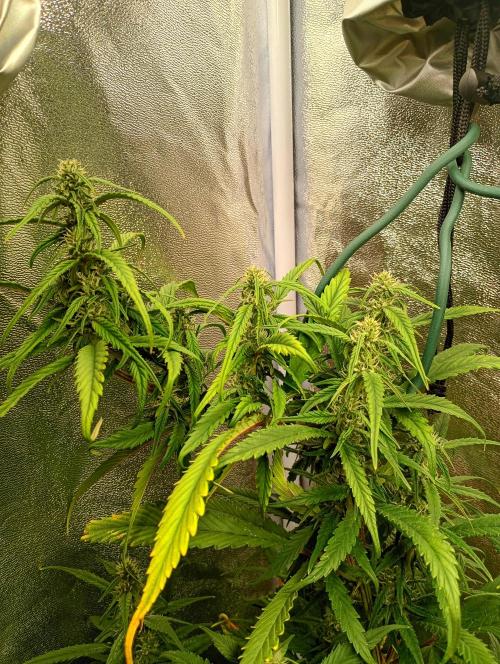 Strawberry Gorilla Auto RF3 Fastbuds. Week 11