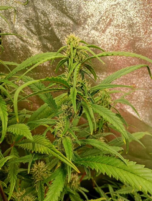 Strawberry Gorilla Auto RF3 Fastbuds. Week 11