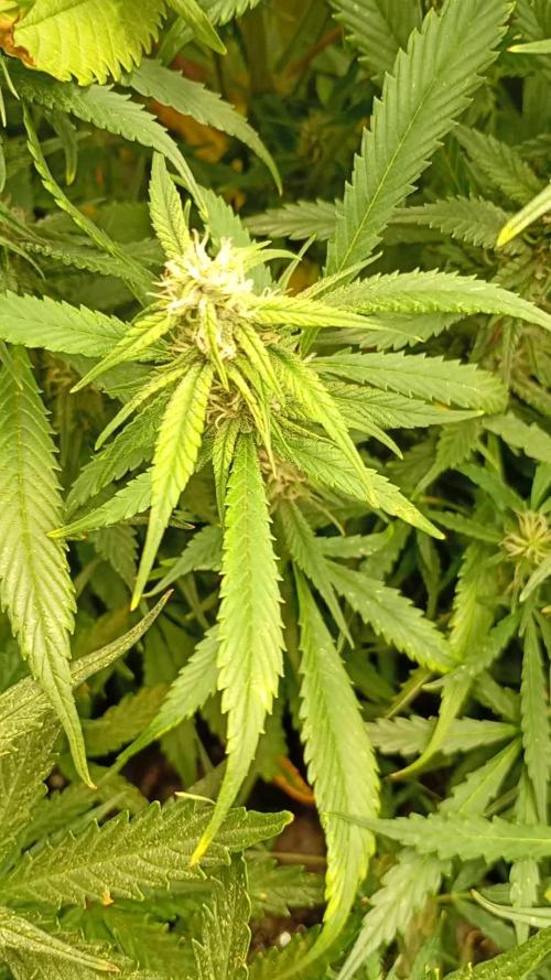 Strawberry Gorilla Auto RF3 Fastbuds