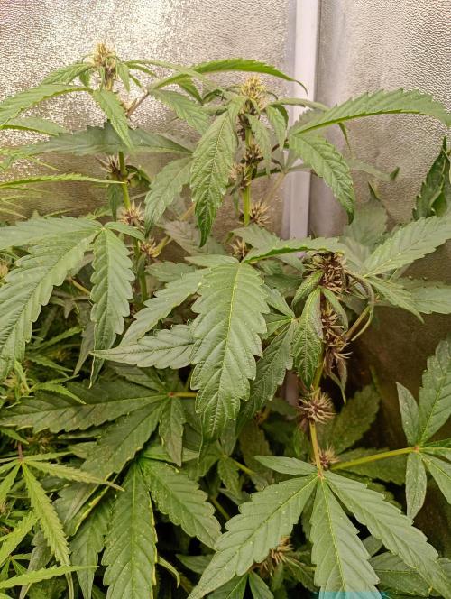 Sweet ZZ Auto Royal Queen Seeds. Week 10