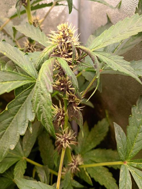 Sweet ZZ Auto Royal Queen Seeds. Week 10