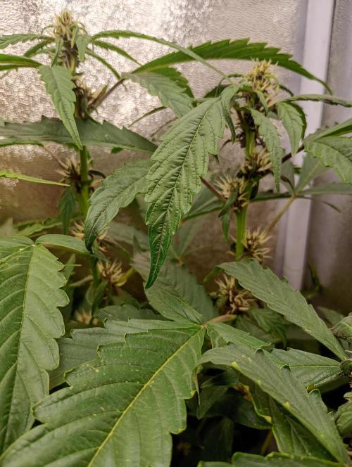 Sweet ZZ Auto Royal Queen Seeds. Week 10