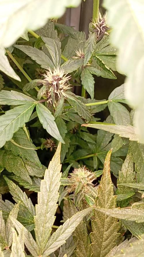 Sweet ZZ Auto Royal Queen Seeds
