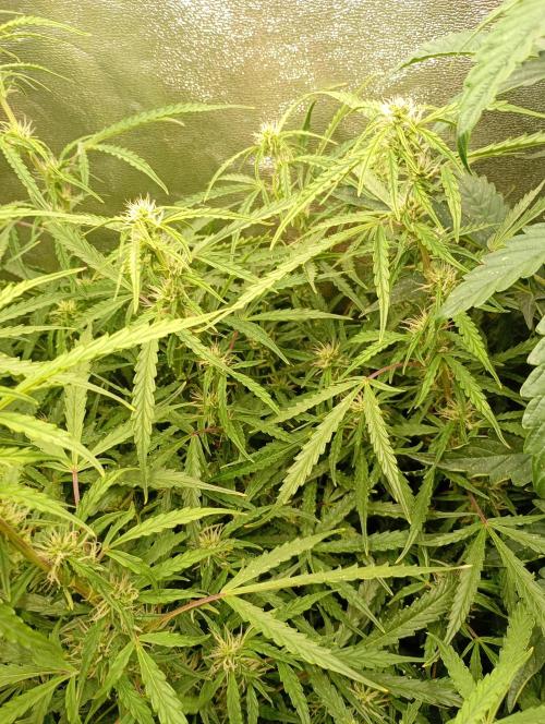 Chaos Cake Auto Anesia Seeds. Week 11