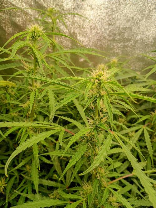 Chaos Cake Auto Anesia Seeds. Week 11