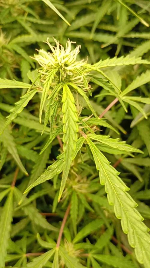 Chaos Cake Auto Anesia Seeds