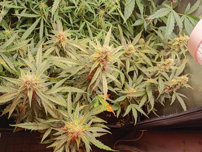 Epsilon F1 Royal Queen Seeds. Week 12