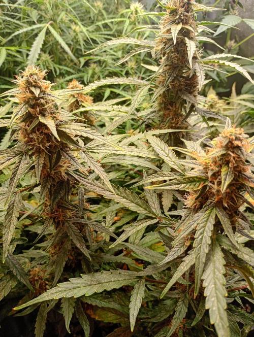 Epsilon F1 Royal Queen Seeds. Week 12