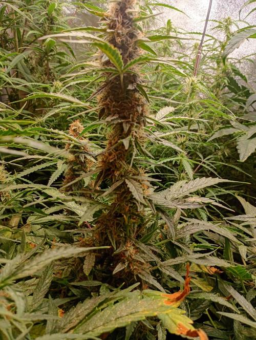 Epsilon F1 Royal Queen Seeds. Week 12