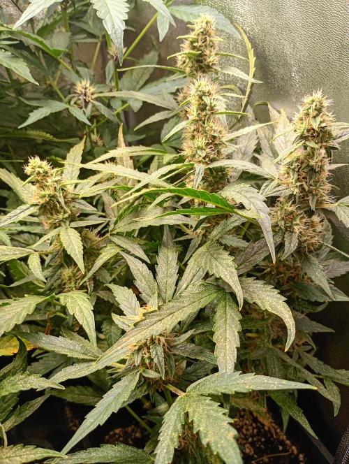 Epsilon F1 Royal Queen Seeds. Week 12