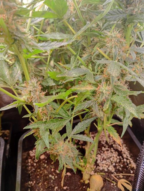 Epsilon F1 Royal Queen Seeds. Week 12