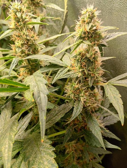 Epsilon F1 Royal Queen Seeds. Week 12