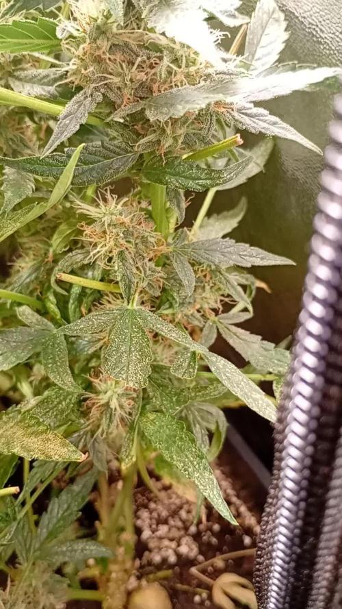 Epsilon F1 Royal Queen Seeds