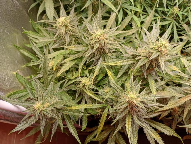Big Bud Auto Fastbuds. Week 12