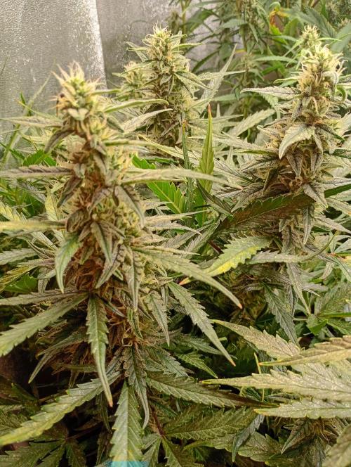 Big Bud Auto Fastbuds. Week 12