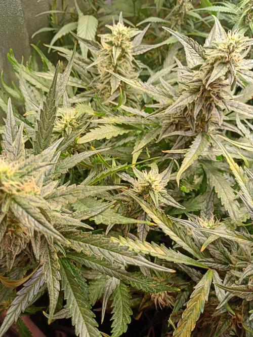 Big Bud Auto Fastbuds. Week 12