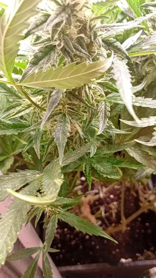 Big Bud Auto Fastbuds