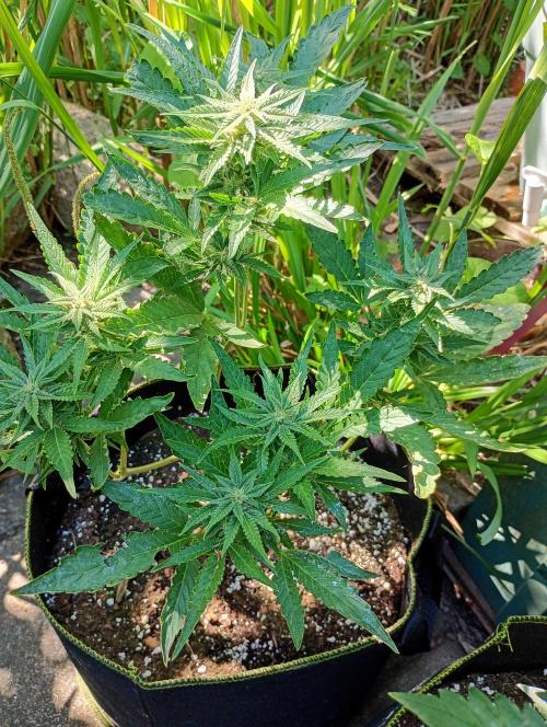 Outdoor Purplematic CBD RoyalQueenSeeds. Week 10