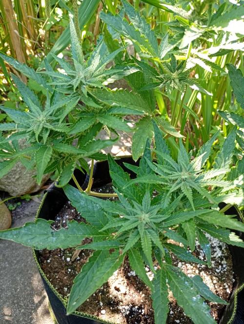 Outdoor Purplematic CBD RoyalQueenSeeds. Week 10
