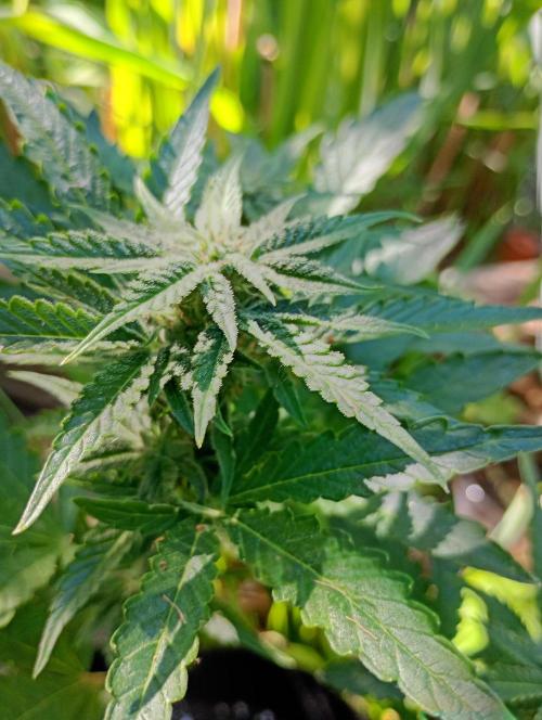 Outdoor Purplematic CBD RoyalQueenSeeds. Week 10