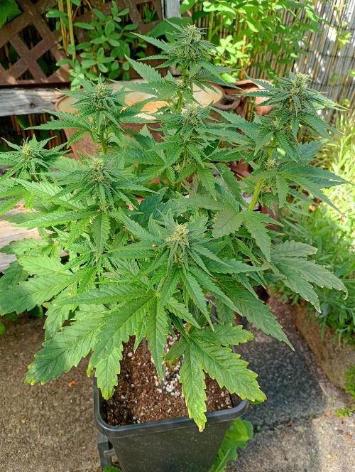 Outdoor Purplematic CBD RoyalQueenSeeds. Week 10