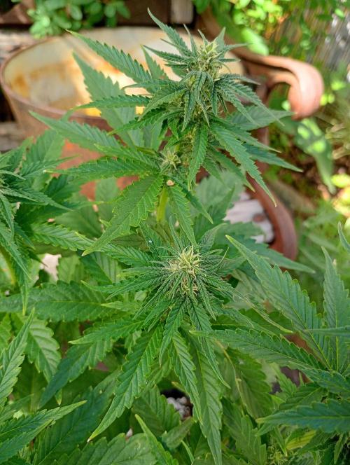 Outdoor Purplematic CBD RoyalQueenSeeds. Week 10