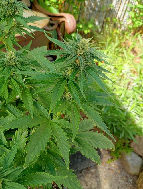 Outdoor Purplematic CBD RoyalQueenSeeds. Week 10