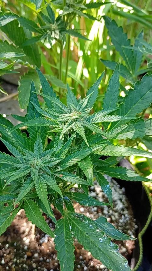 Outdoor Purplematic CBD RoyalQueenSeeds
