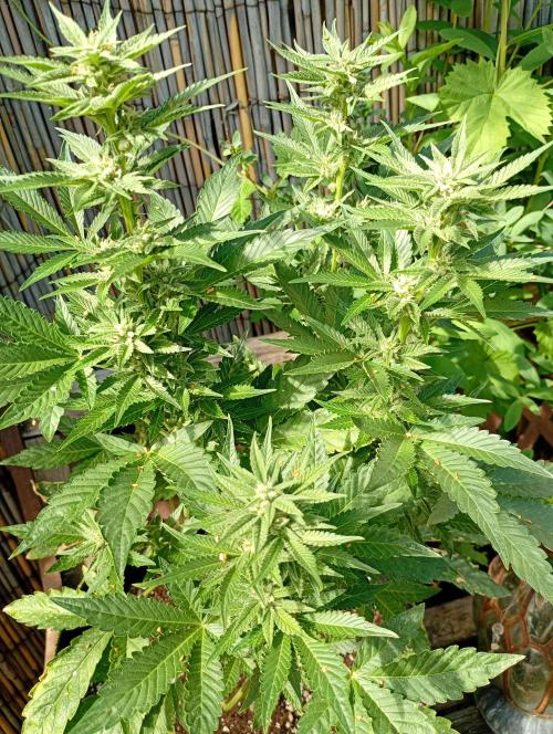 Outdoor Godfather OG Auto Zamnesia. Week 10