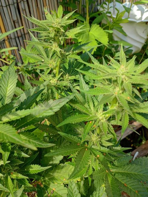 Outdoor Godfather OG Auto Zamnesia. Week 10