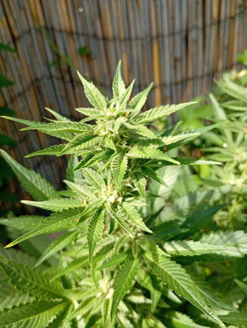 Outdoor Godfather OG Auto Zamnesia. Week 10