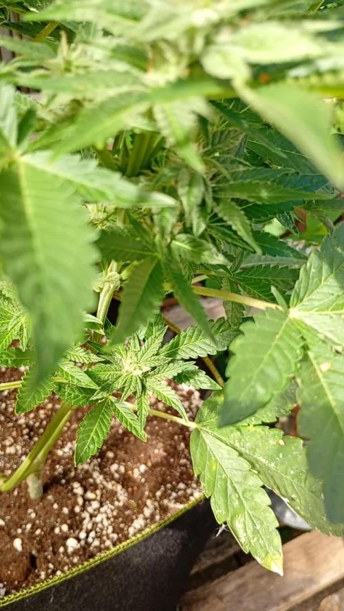 Outdoor Godfather OG Auto Zamnesia