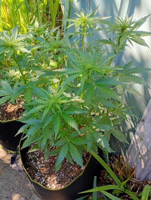 Outdoor Apricot Auto Fastbuds. Week 10