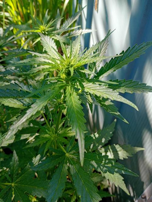 Outdoor Apricot Auto Fastbuds. Week 10