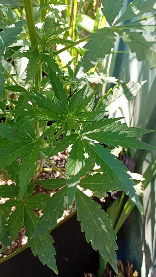 Outdoor Apricot Auto Fastbuds