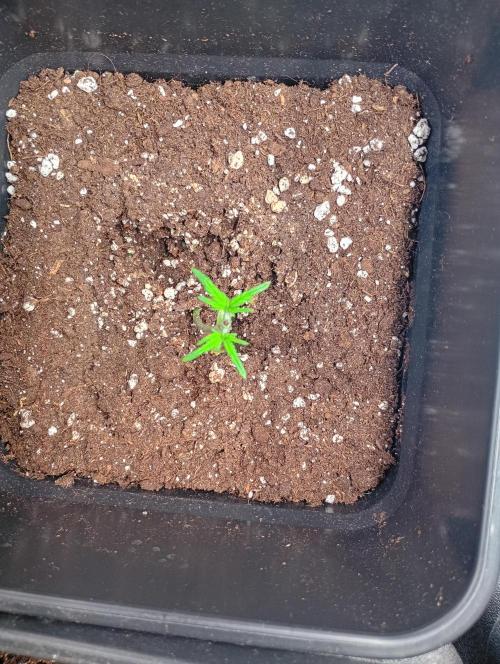 Mango Cherry Runtz Auto. Week 3