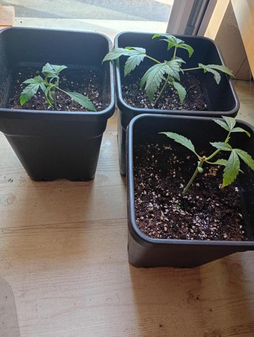 Outdoor project balkony like. Week 3