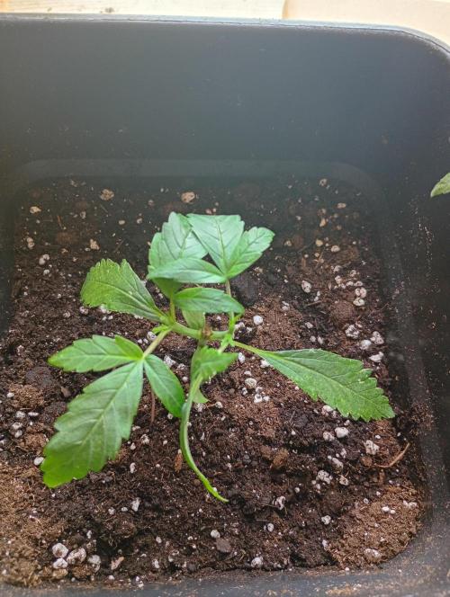 Outdoor project balkony like. Week 3