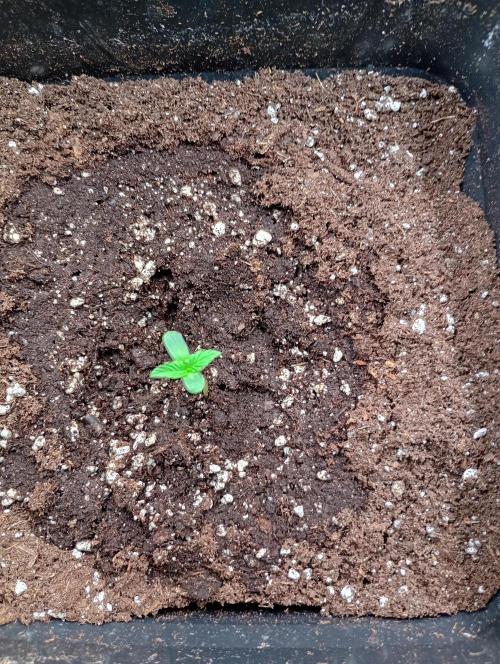 Outdoor project balkony like. Week 1
