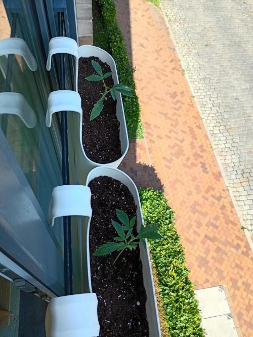 Outdoor project balkony like. Week 3
