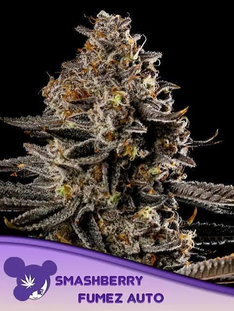 Smashberry Fumez Auto Anesia Seeds. Week 0