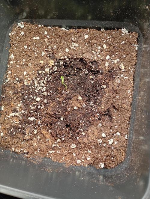 Guava Runtz Auto Fastbuds. Week 0