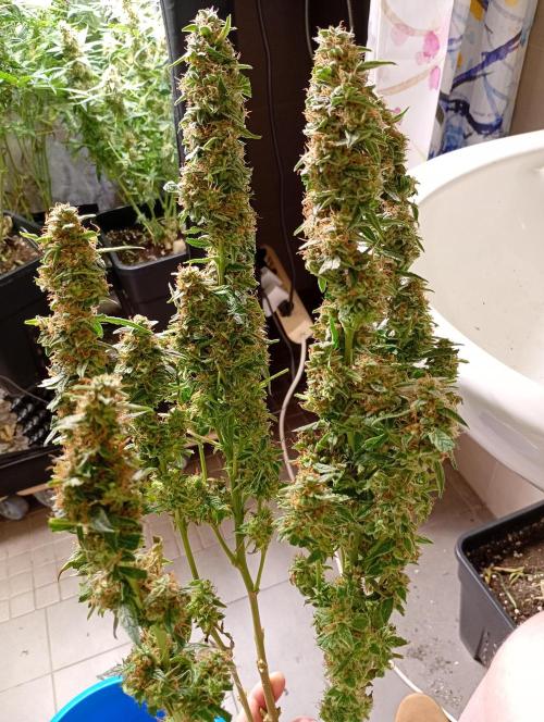 Epsilon F1 Royal Queen Seeds. Week 13